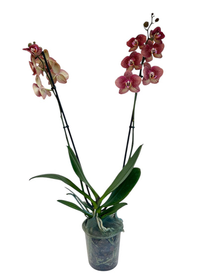 Ορχιδέα Φαλαίνοψις (Phalaenopsis) λεοπαρ toulon Φ12εκ.