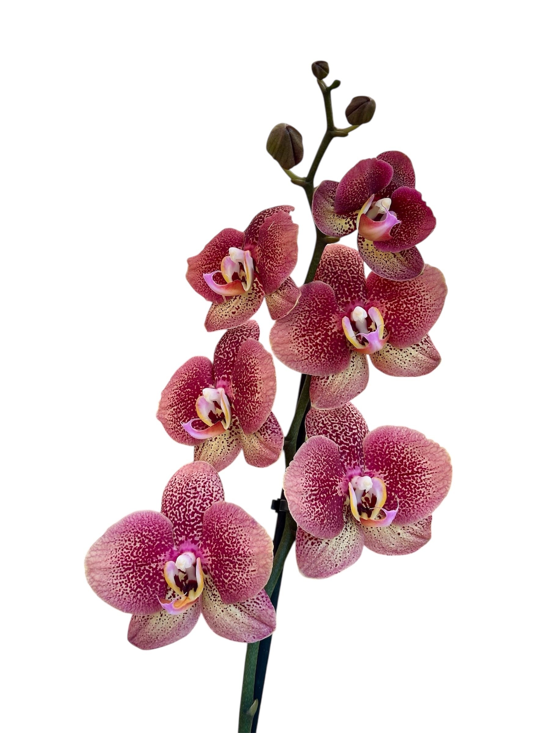 Ορχιδέα Φαλαίνοψις (Phalaenopsis) λεοπαρ toulon Φ12εκ.