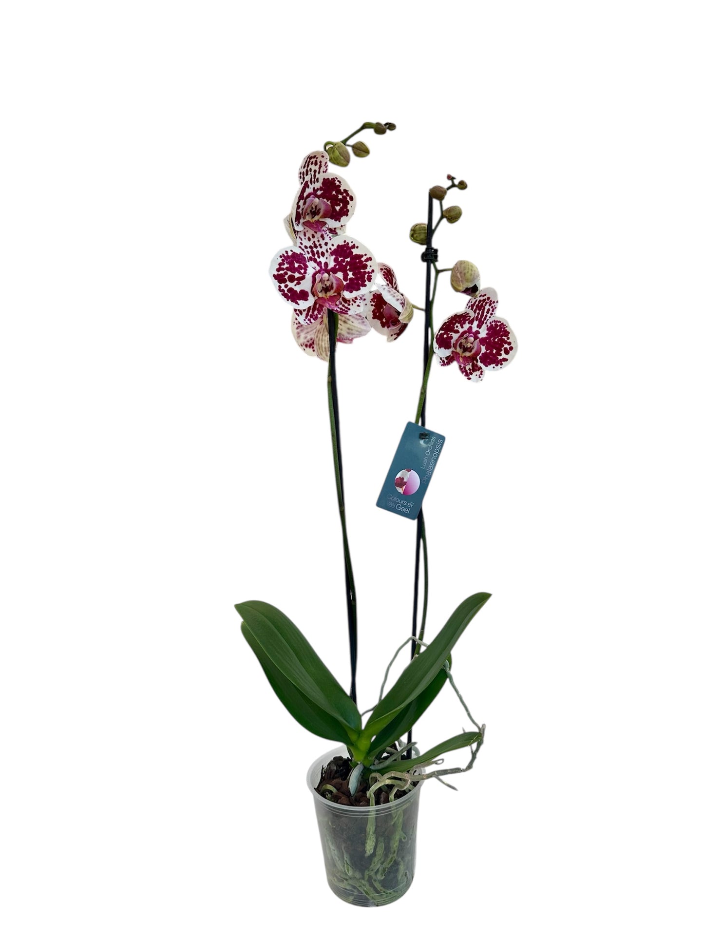 Ορχιδέα Φαλαίνοψις (Phalaenopsis) πουά Φ12εκ.