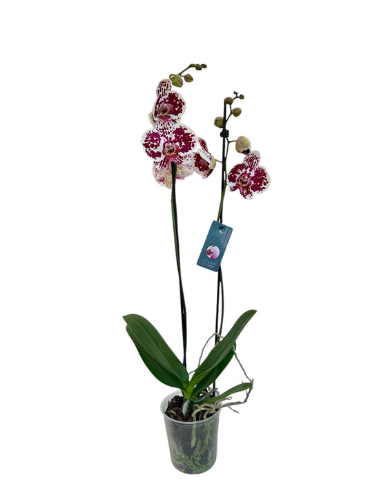 Ορχιδέα Φαλαίνοψις (Phalaenopsis) πουά Φ12εκ.