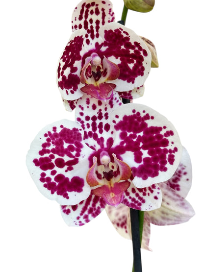 Ορχιδέα Φαλαίνοψις (Phalaenopsis) πουά Φ12εκ.