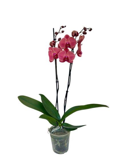 Ορχιδέα Φαλαίνοψις (Phalaenopsis) σομον asian coral Φ12εκ.