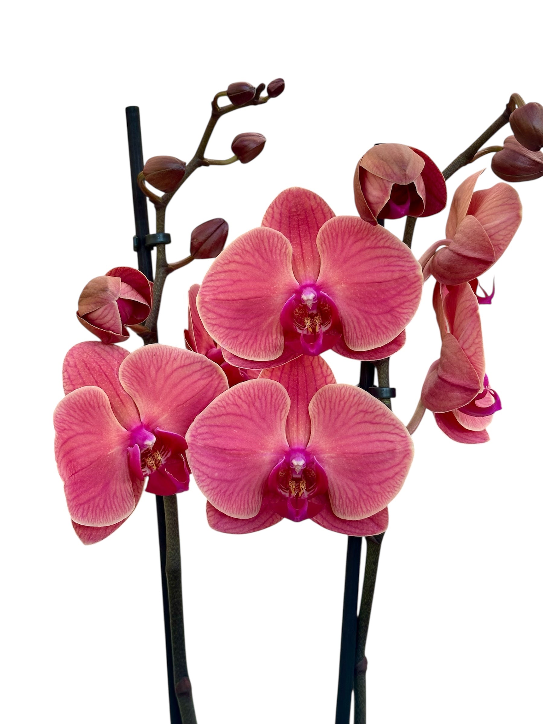 Ορχιδέα Φαλαίνοψις (Phalaenopsis) σομον asian coral Φ12εκ.