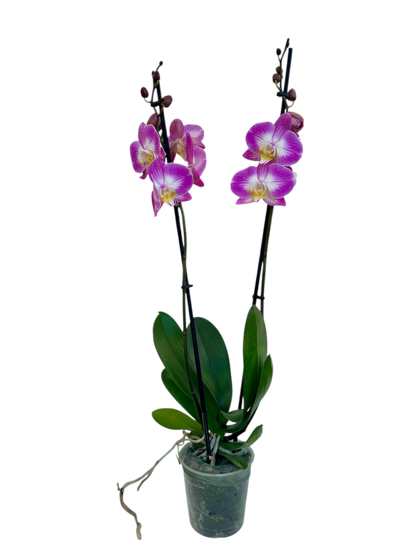 Ορχιδέα Φαλαίνοψις (Phalaenopsis) ομπρε split Φ12εκ.