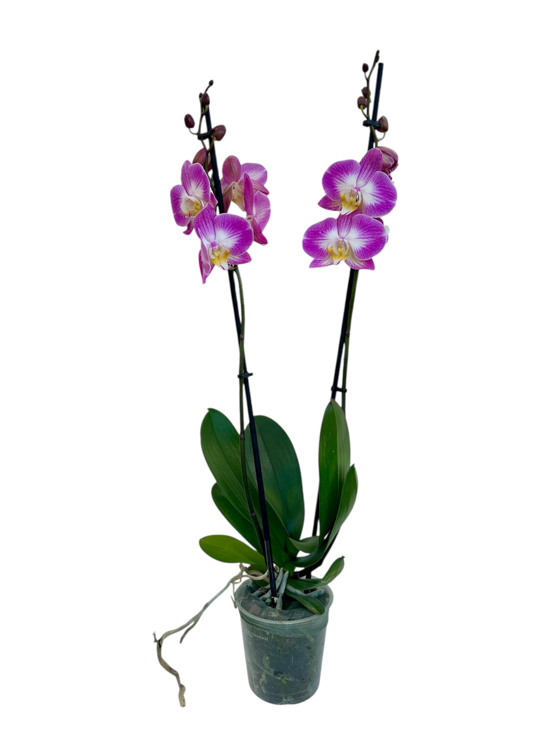 Ορχιδέα Φαλαίνοψις (Phalaenopsis) ομπρε split Φ12εκ.