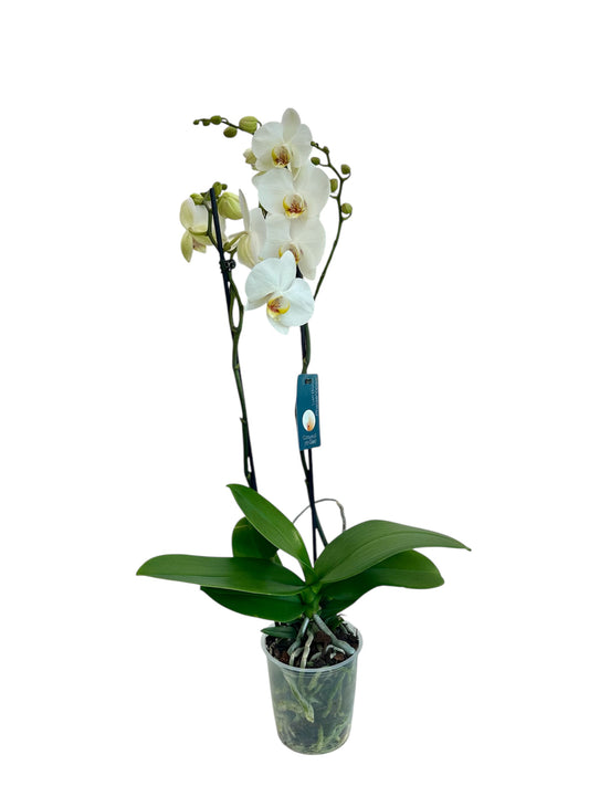 Ορχιδέα Φαλαίνοψις (Phalaenopsis) λευκή Φ12εκ.