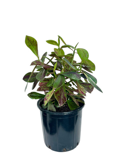 Παχύφυτο Ευφόρμπια - Euphorbia πράσινη Φ17εκ.