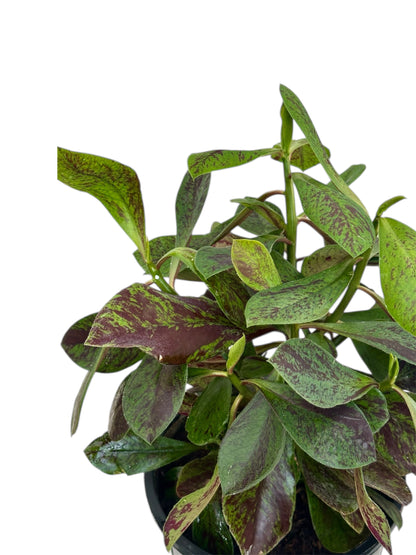 Παχύφυτο Ευφόρμπια - Euphorbia πράσινη Φ17εκ.