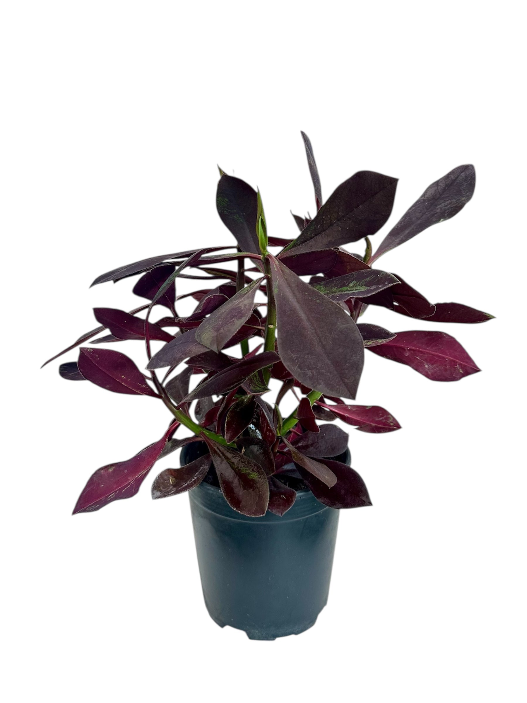 Παχύφυτο Ευφόρμπια - Euphorbia κόκκινη Φ17εκ.