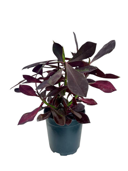 Παχύφυτο Ευφόρμπια - Euphorbia κόκκινη Φ17εκ.