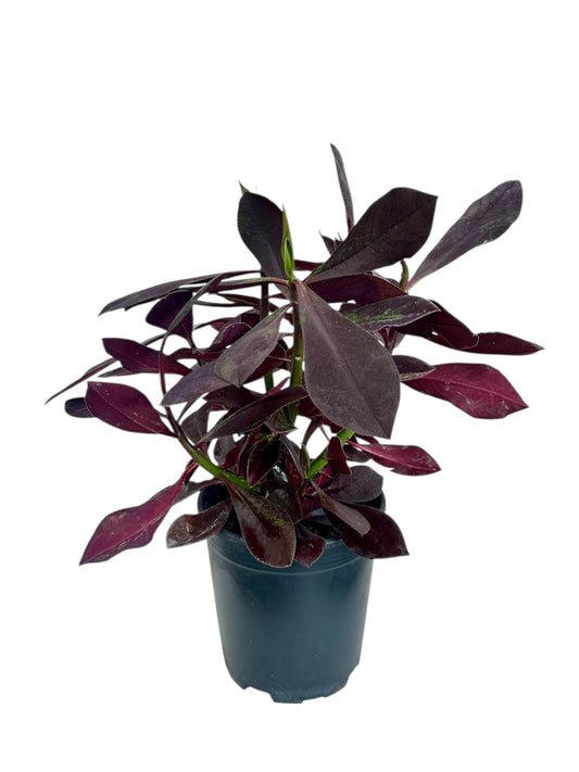 Παχύφυτο Ευφόρμπια - Euphorbia κόκκινη Φ17εκ.