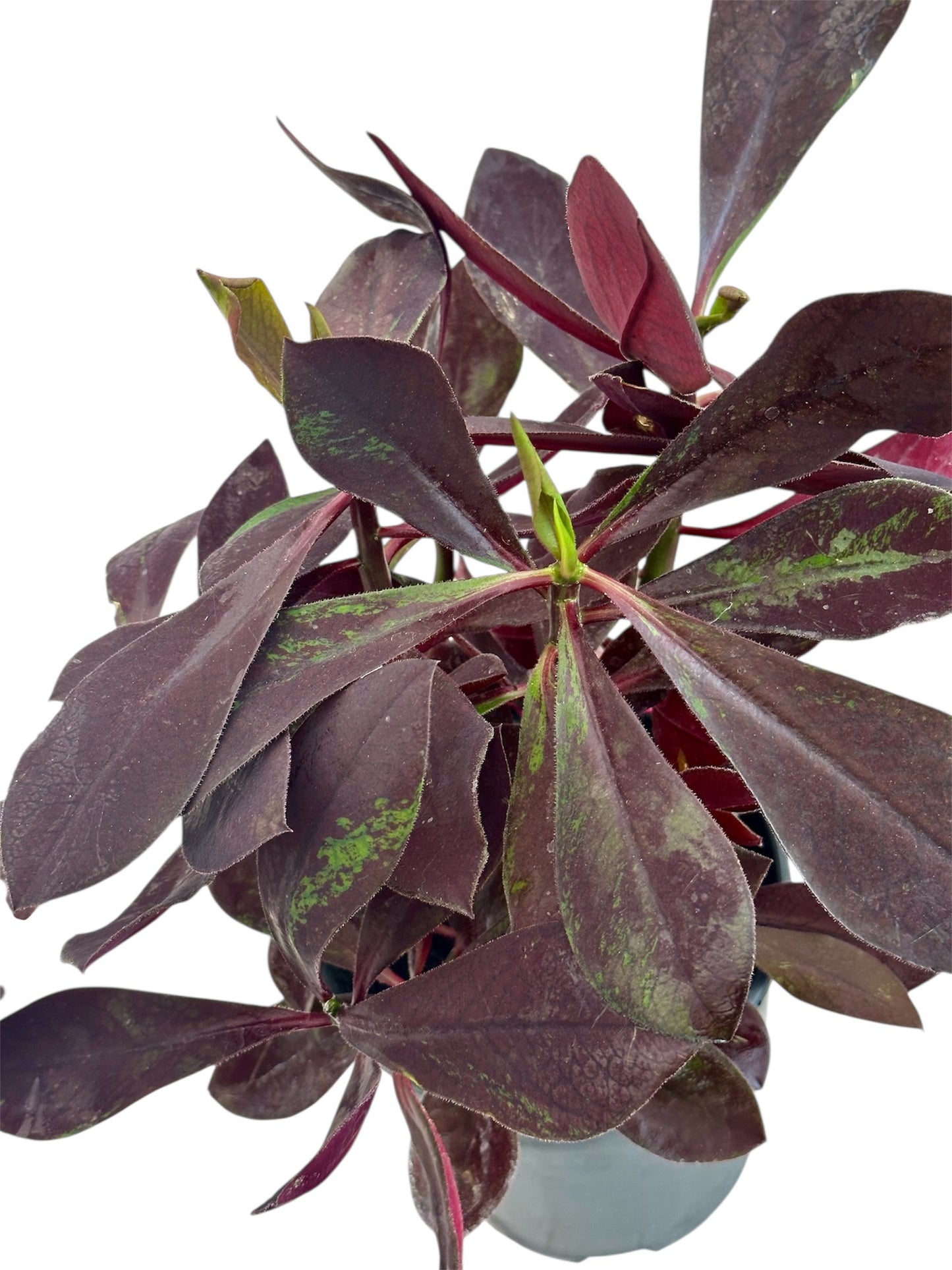 Παχύφυτο Ευφόρμπια - Euphorbia κόκκινη Φ17εκ.