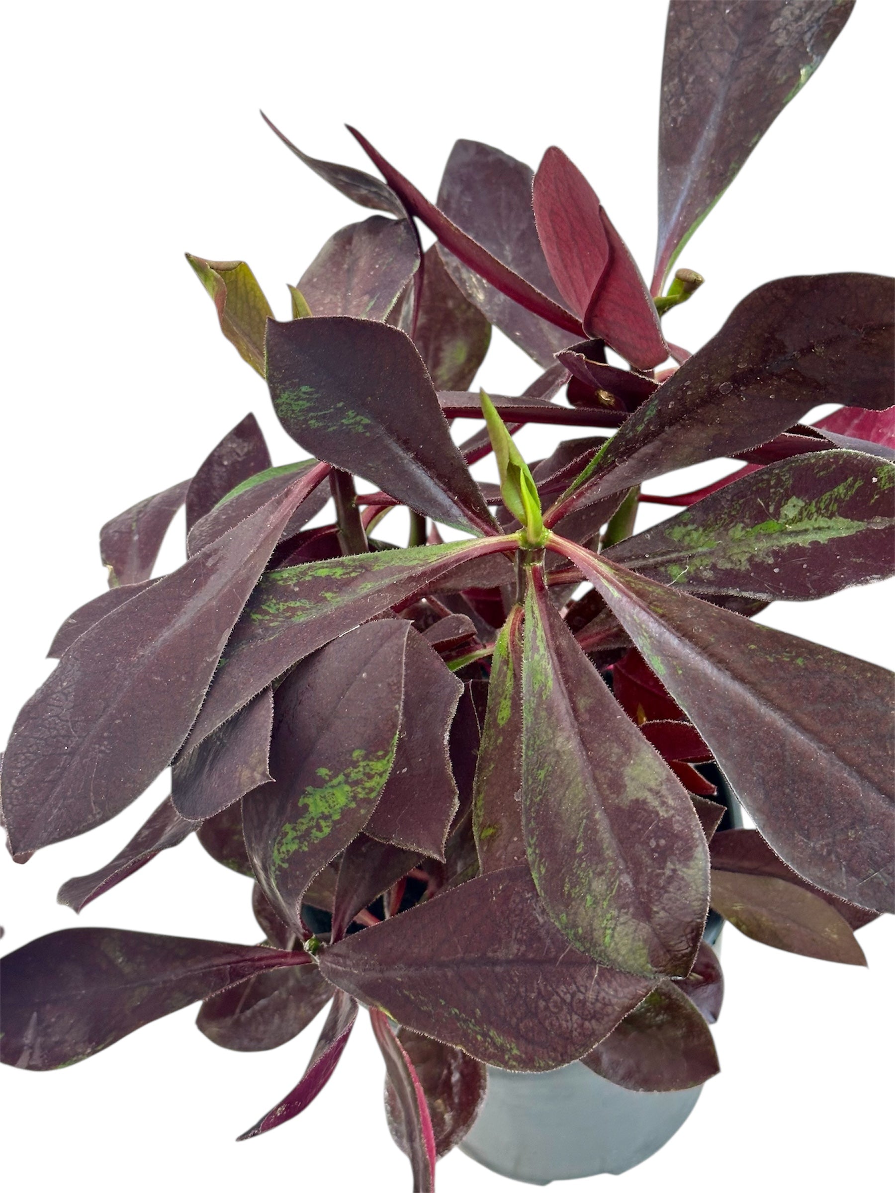 Παχύφυτο Ευφόρμπια - Euphorbia κόκκινη Φ17εκ.