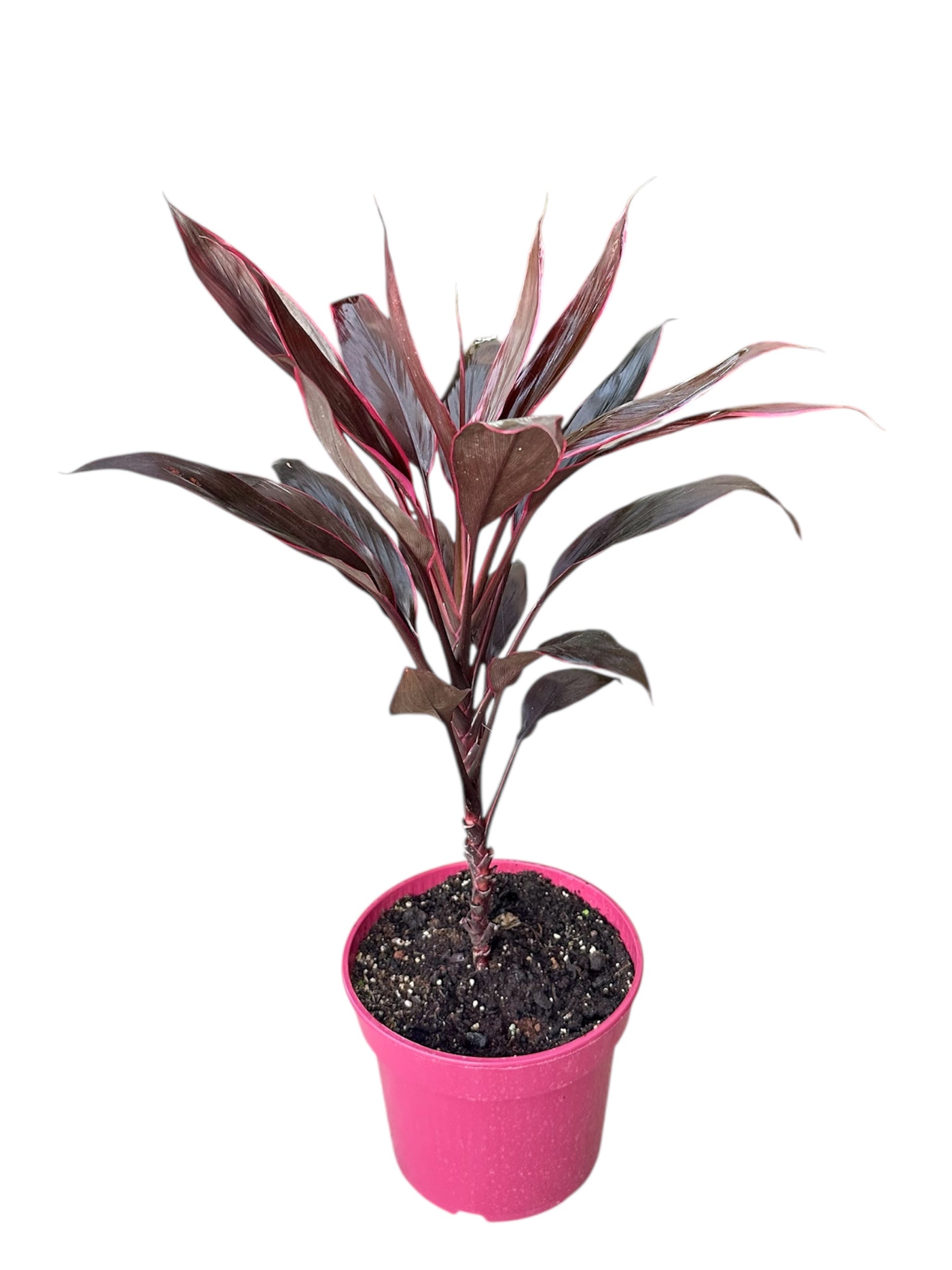 Δράκαινα Cordyline fruticosa Φ19εκ.