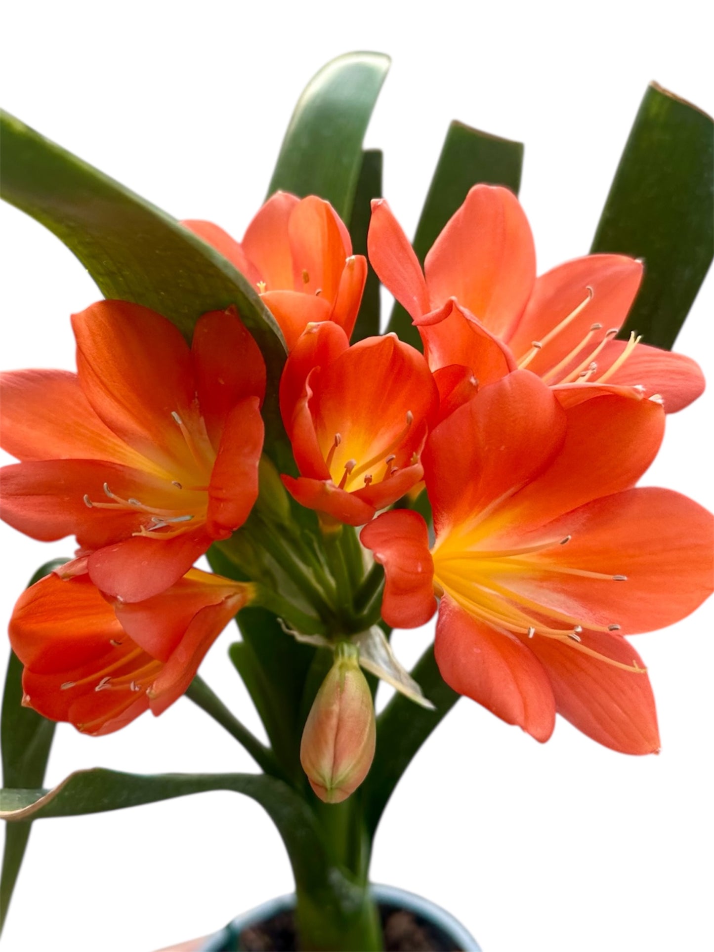 ΚΛΙΒΙΑ - Clivia miniata Φ11