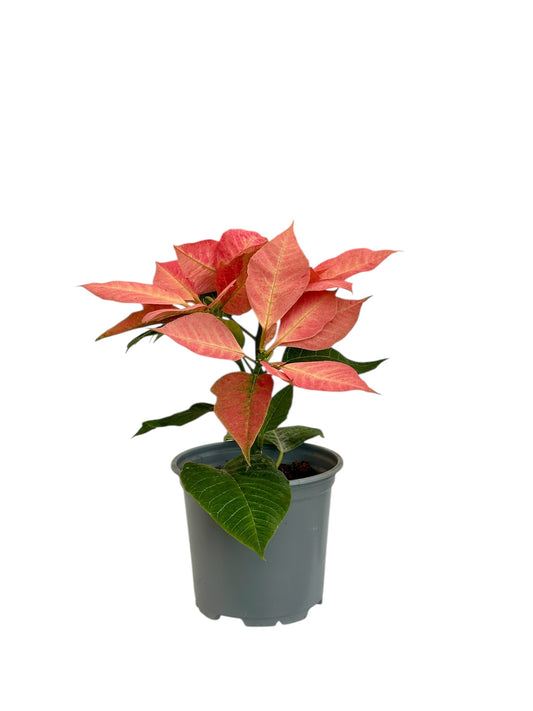 Αλεξανδρινό (Poinsettia) ροζ Φ11εκ.