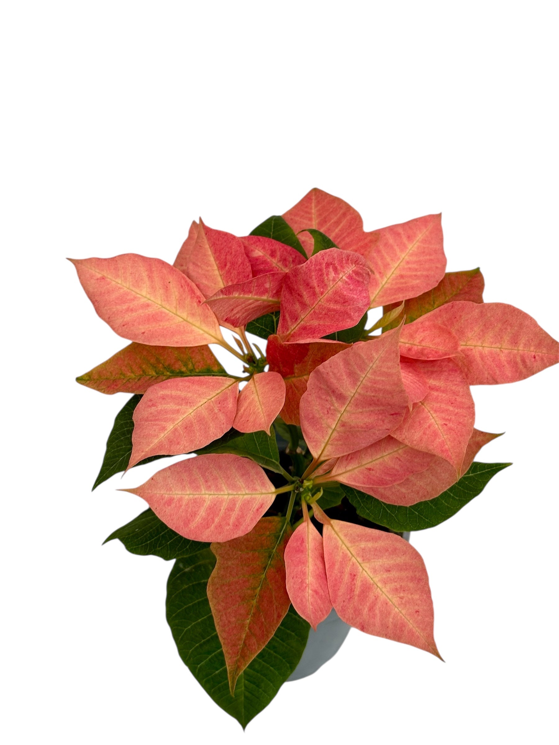 Αλεξανδρινό (Poinsettia) ροζ Φ11εκ.