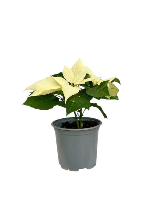 Αλεξανδρινό (Poinsettia) λευκό Φ11εκ.