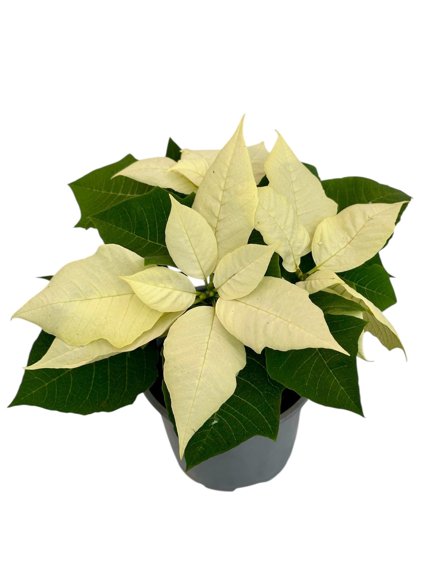 Αλεξανδρινό (Poinsettia) λευκό Φ11εκ.