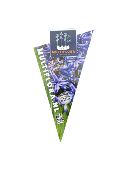 Ζουμπούλι μπλέ - Dark Blue (Hyacinthus orientalis) Φ9εκ.