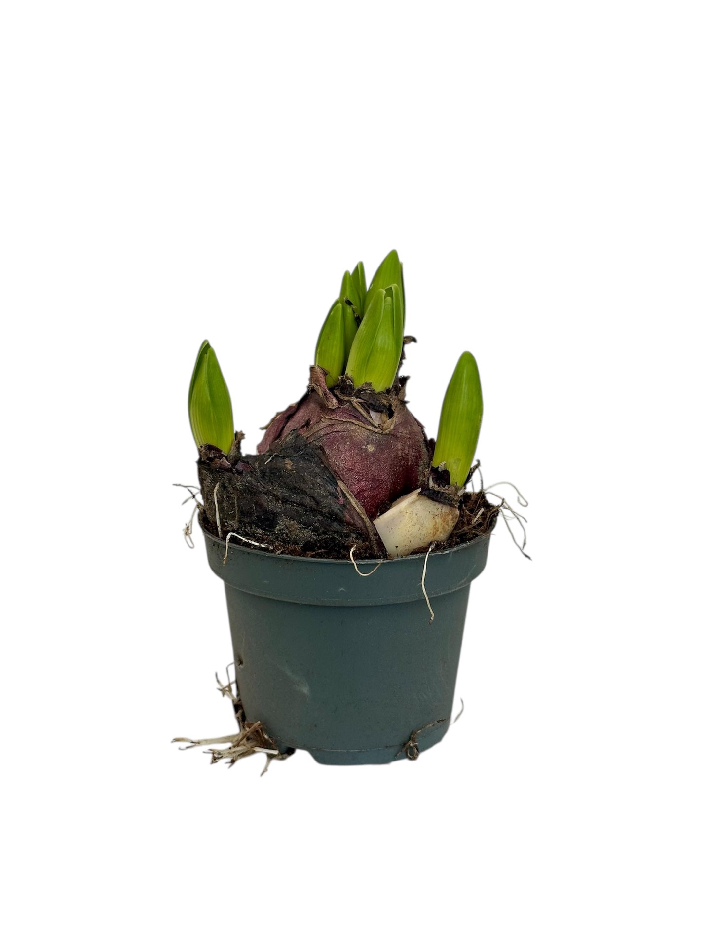 Ζουμπούλι μπλέ - Dark Blue (Hyacinthus orientalis) Φ9εκ.