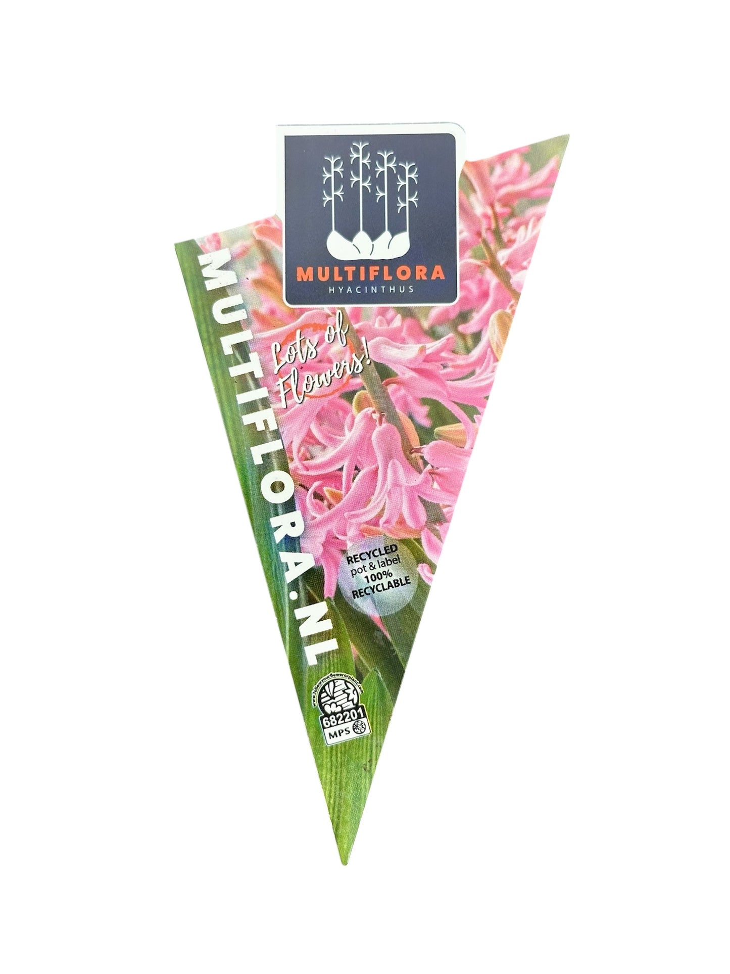 Ζουμπούλι ρόζ (Hyacinthus orientalis) Φ9εκ.