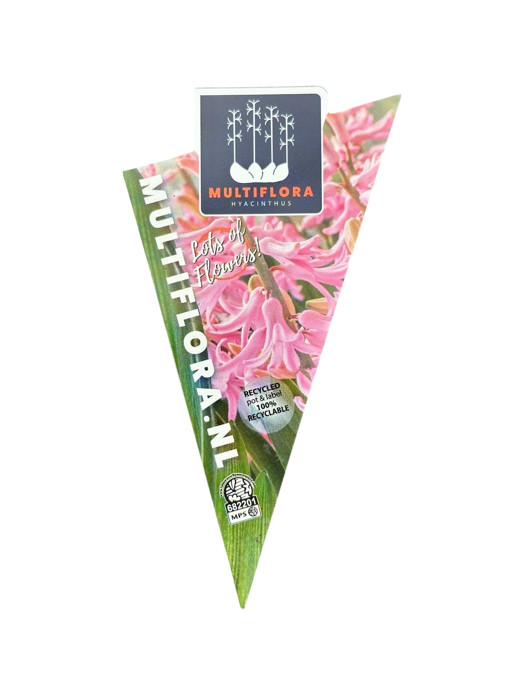 Ζουμπούλι ρόζ (Hyacinthus orientalis) Φ9εκ.