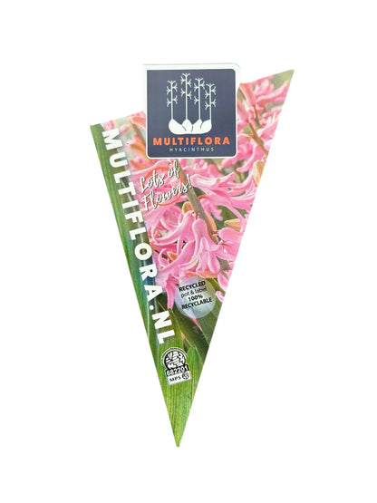 Ζουμπούλι ρόζ (Hyacinthus orientalis) Φ9εκ.