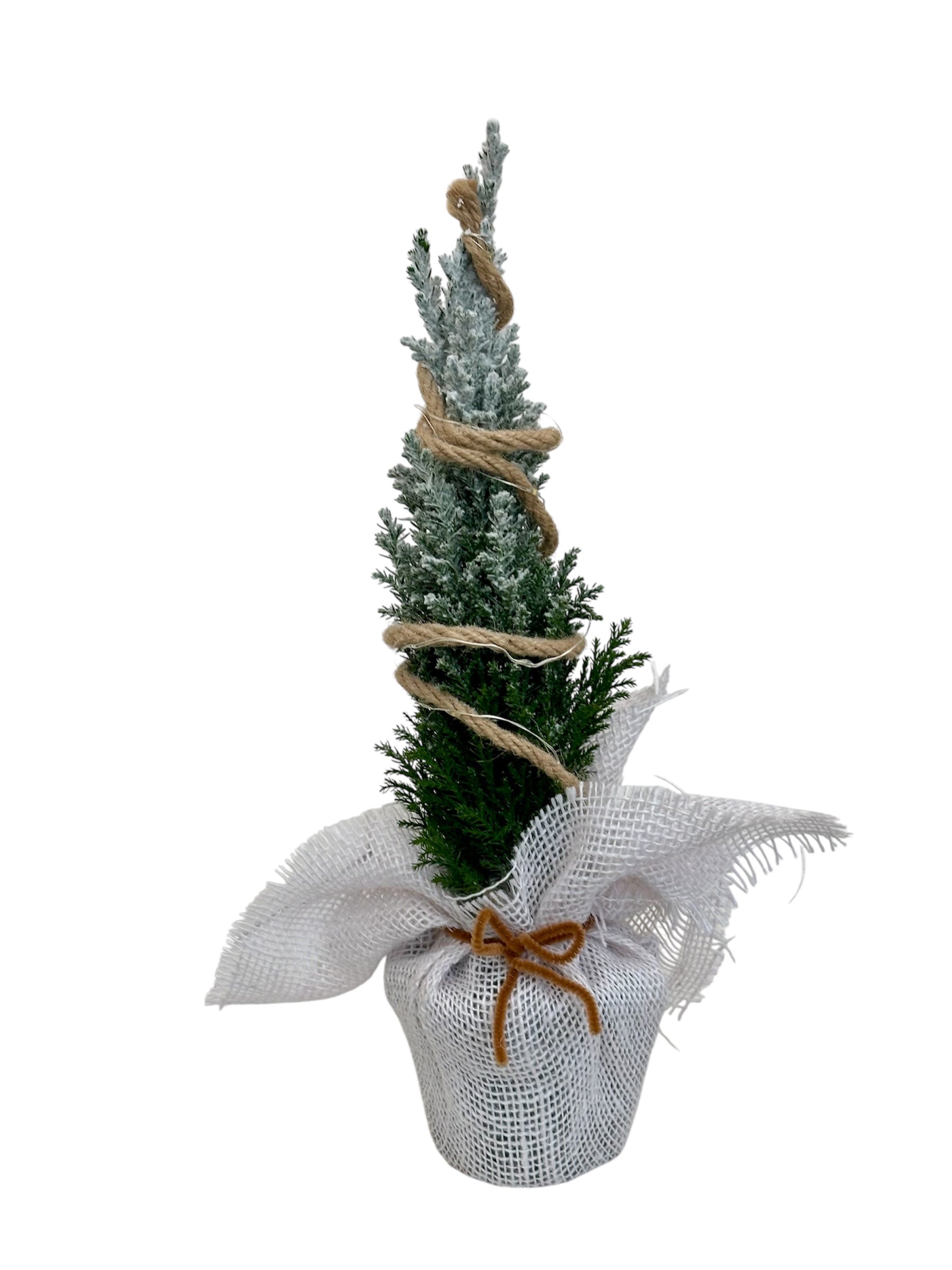 Στολισμένο λευκό Chamaecyparis ellwoodii με φωτάκια μπαταρίας Φ9εκ.