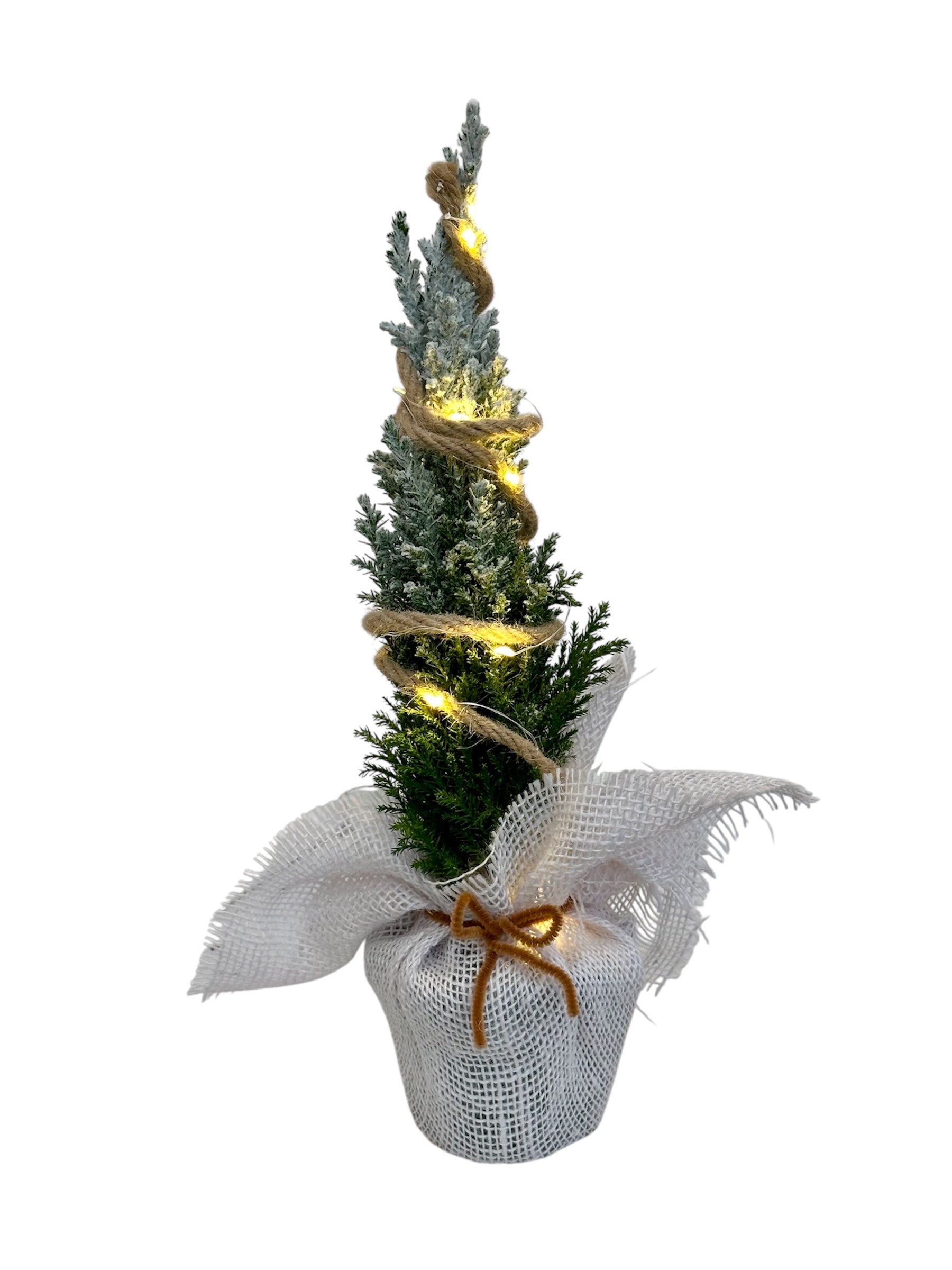 Στολισμένο λευκό Chamaecyparis ellwoodii με φωτάκια μπαταρίας Φ9εκ.