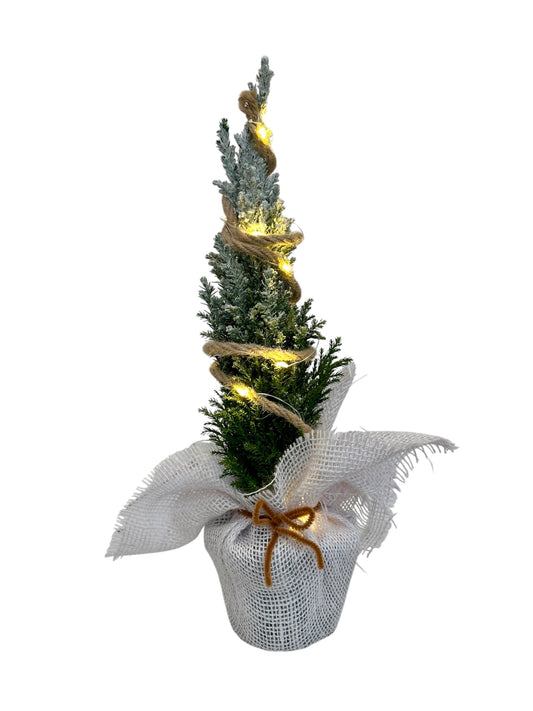 Στολισμένο λευκό Chamaecyparis ellwoodii με φωτάκια μπαταρίας Φ9εκ.