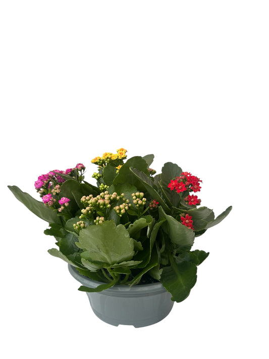 Παχύφυτο Καλαγχόη καλαντίβανκασπώ 5 φυτά Φ23εκ.