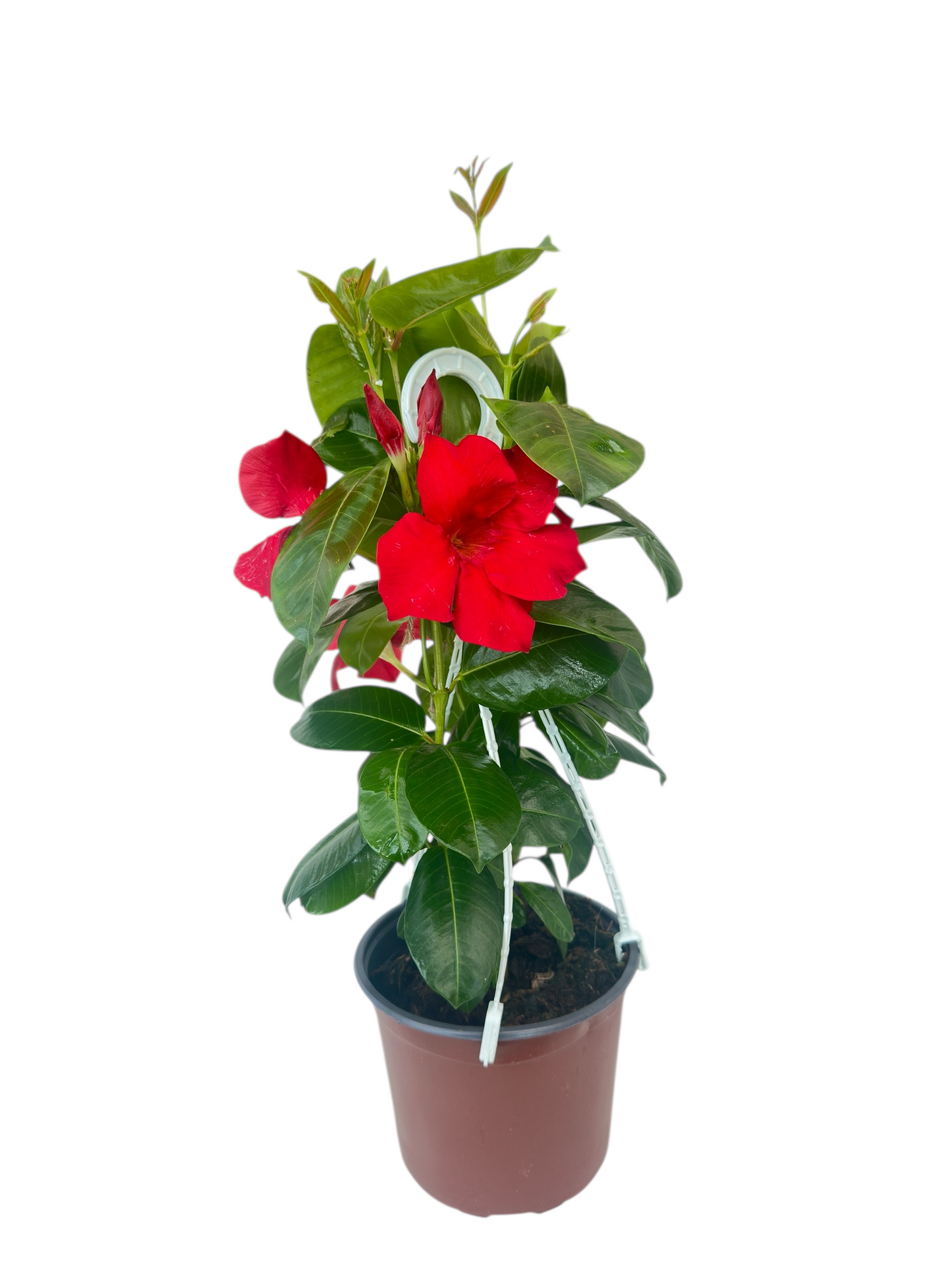 Διπλαδένια Κόκκινη - Mandevilla sanderi Φ17εκ.