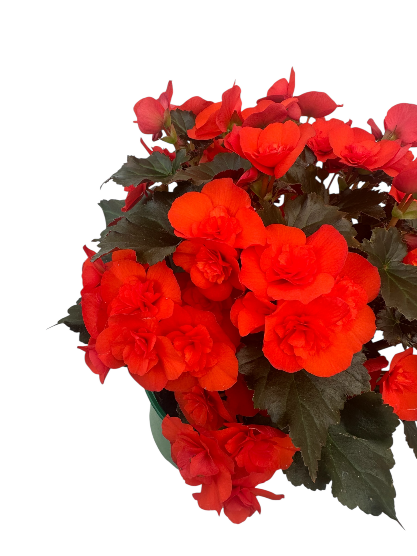 Μπιγκόνια Elatior Begonia πορτοκαλί Φ19 25-30εκ.