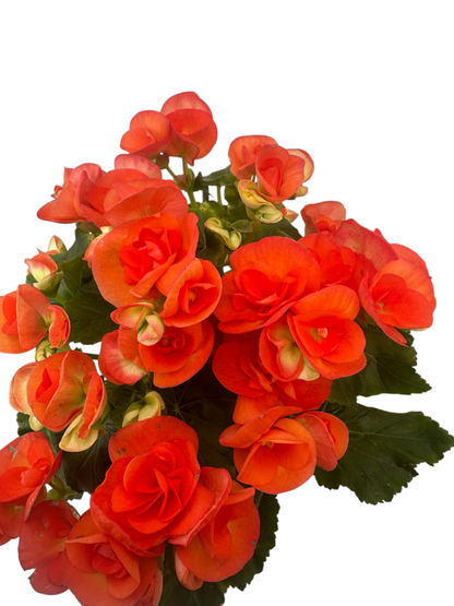 Μπιγγόνια Elatior Begonia πορτοκαλί Φ19 25-30εκ.