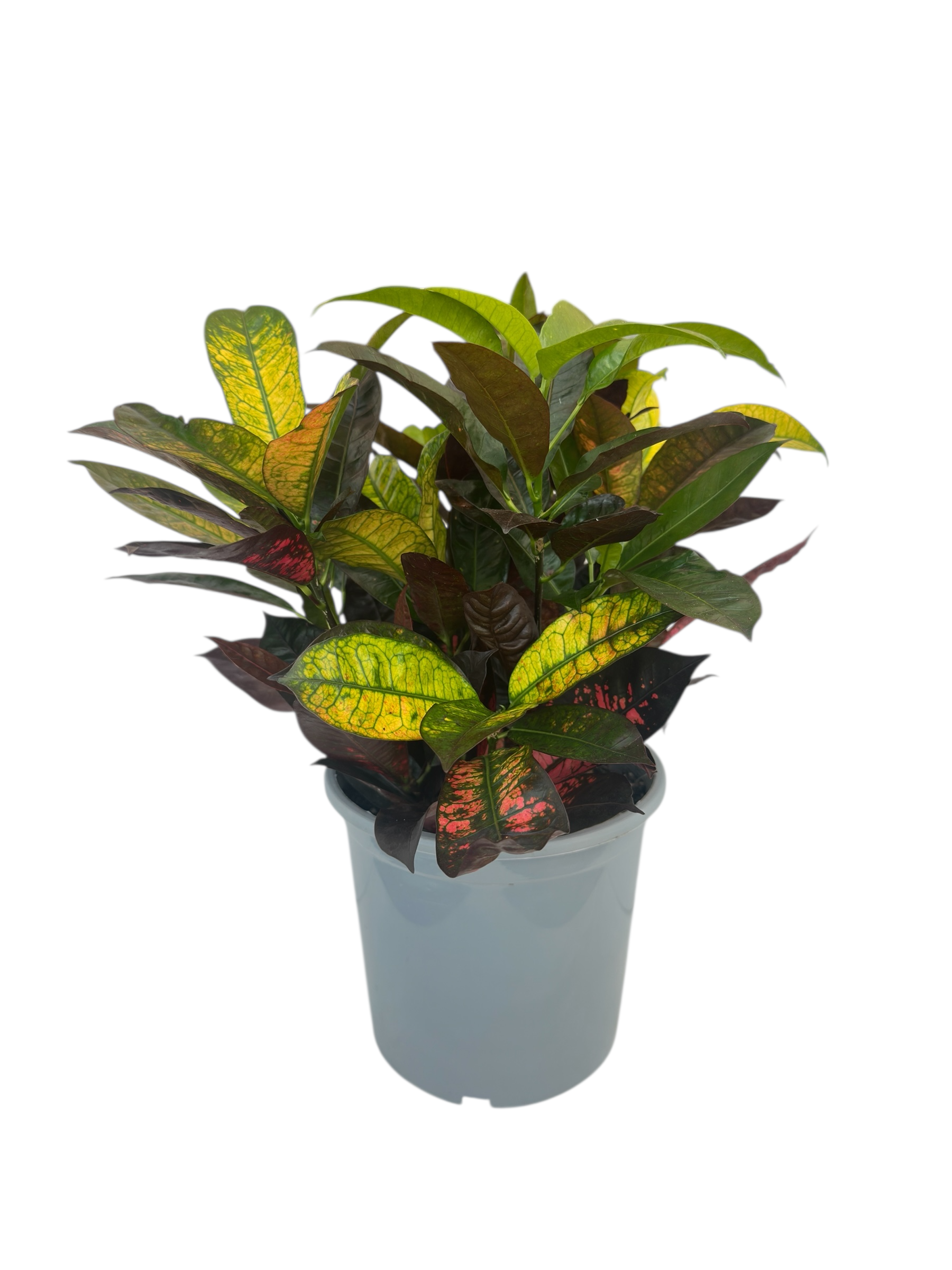 Κρότωνας - Codiaeum variegatum 'Mrs. Iceton' Φ21εκ.