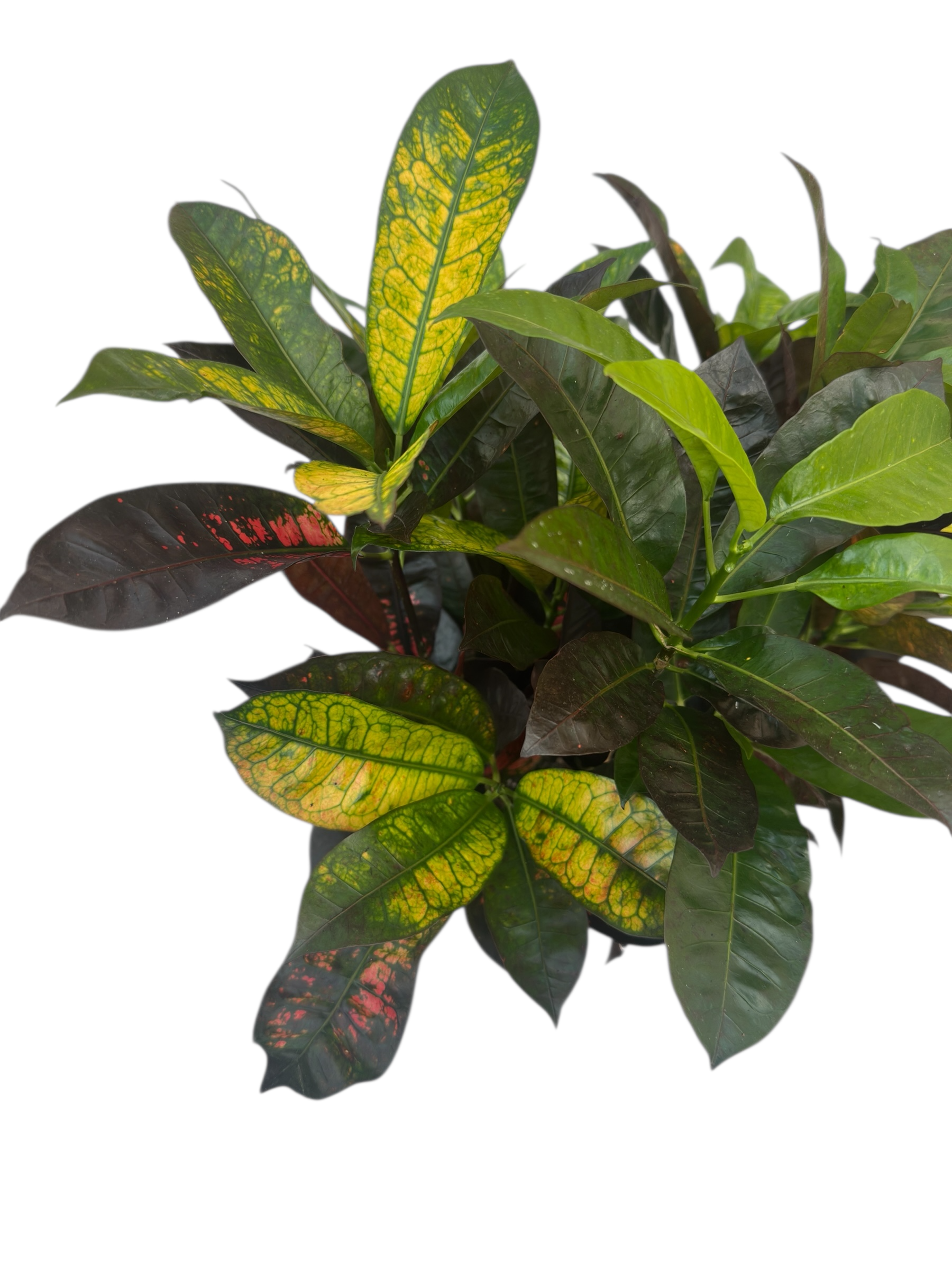 Κρότωνας - Codiaeum variegatum 'Mrs. Iceton' Φ21εκ.