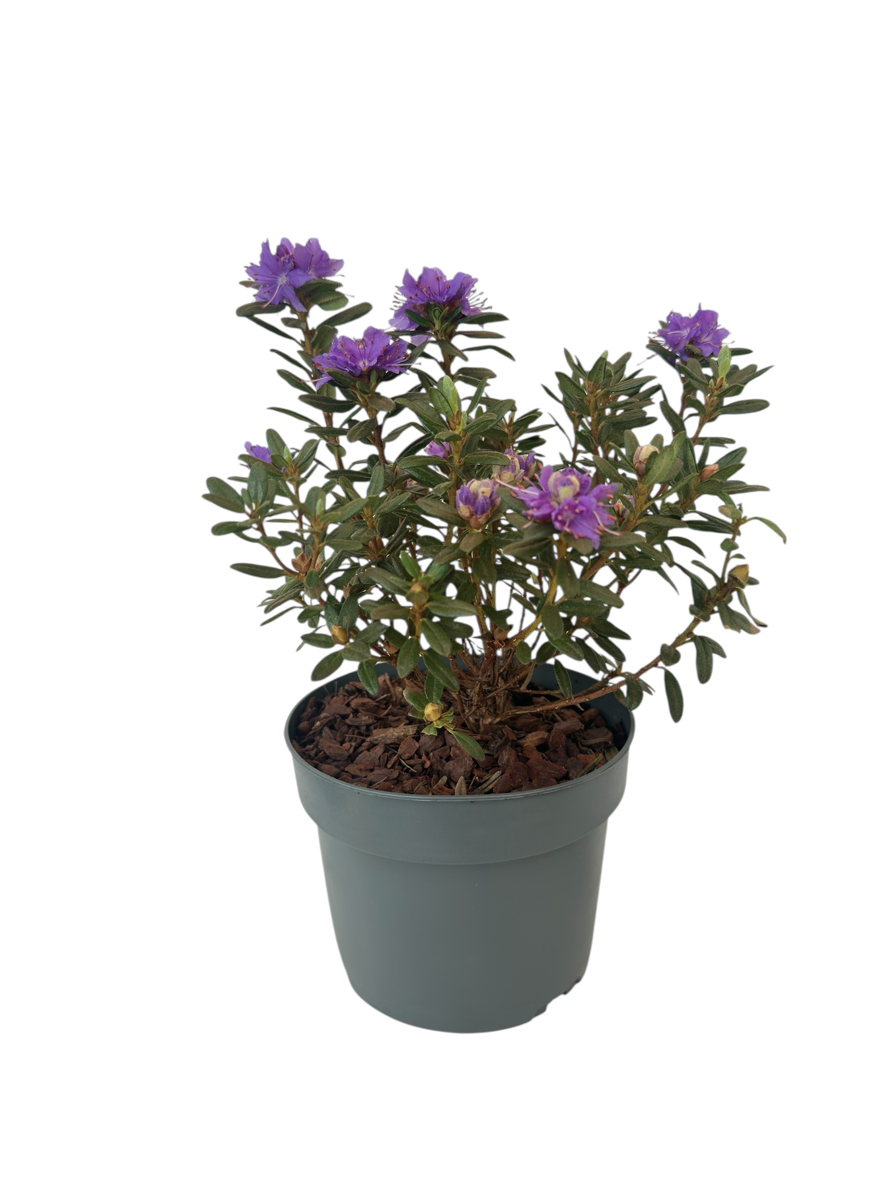 Ροδόδενδρο Azurika μωβ - Rhododendron impeditum Φ17εκ.