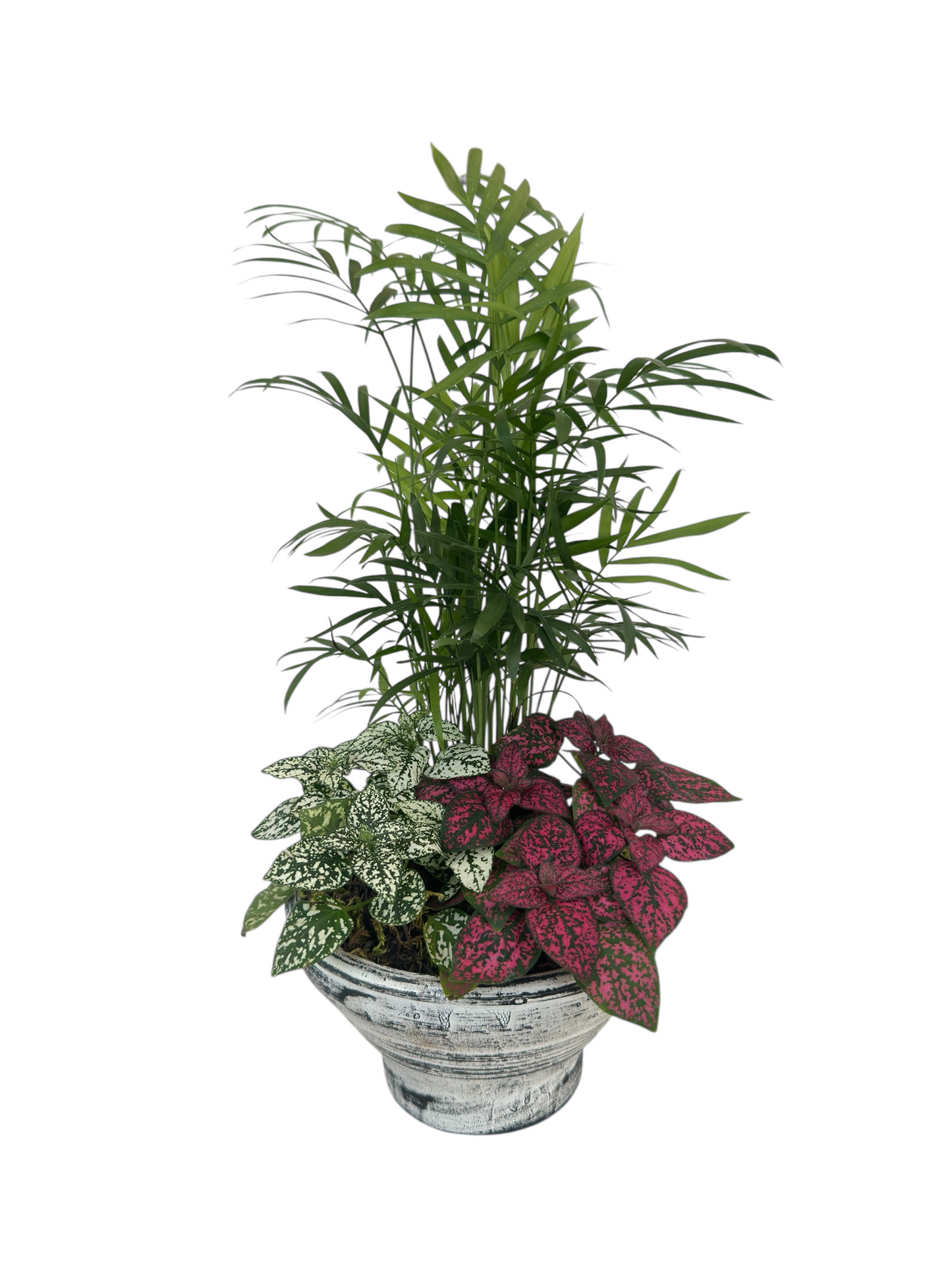 Σύνθεση Χαμαιδώρια & Πόλκα (Φούξια-Λευκή) σε Κεραμικό Κασπώ 40*17