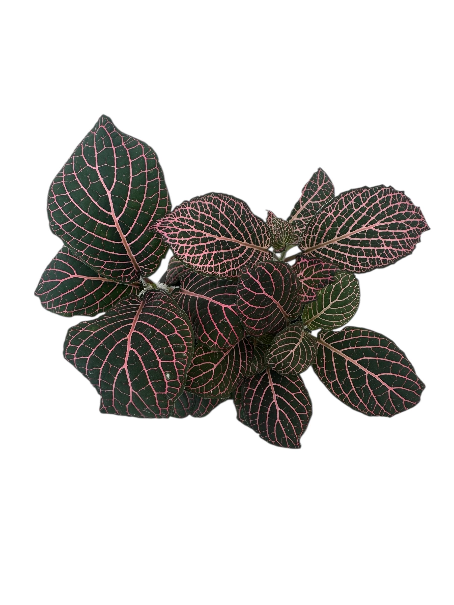 Φιτόνια Ροζ - Fittonia albivenis Φ9εκ.