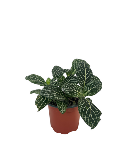 Φιτόνια λευκή - Fittonia albivenis Φ9εκ.