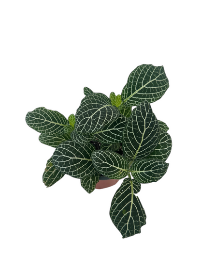 Φιτόνια λευκή - Fittonia albivenis Φ9εκ.