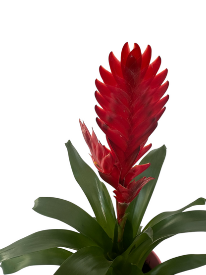Βριέζια κόκκινη - Vriesea intenso red με ροζ κεραμικό κασπώ 44*14