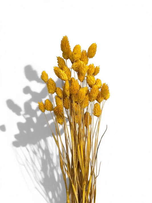 Phalaris 60εκ. Αποξηραμένο μπουκέτο Κίτρινο 50τεμ