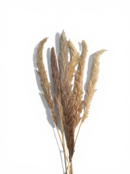 Pampas Grass Natural 60εκ. αποξηραμένο κλαδί 6τεμ