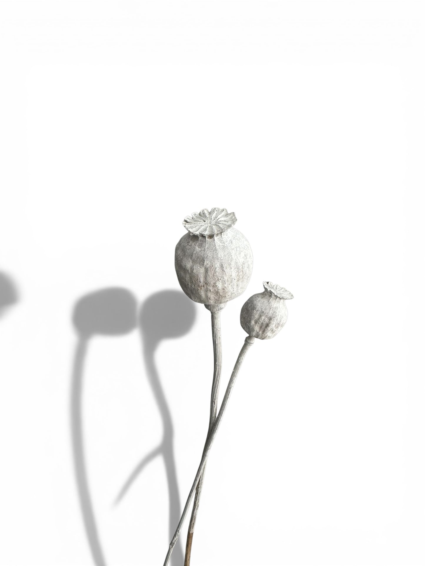 Papaver Bleached αποξηραμένο κλαδί 30-50 εκ. 2τεμ