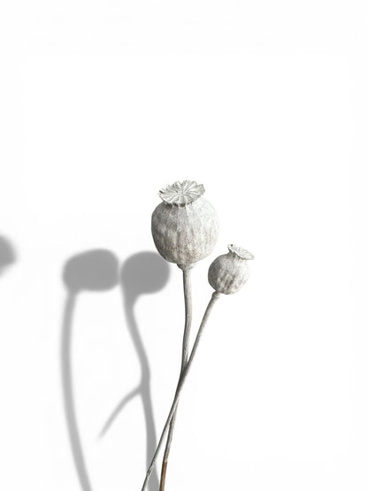 Papaver Bleached αποξηραμένο κλαδί 30-50 εκ. 2τεμ