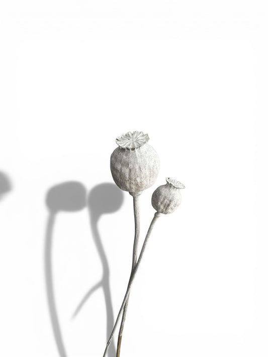 Papaver Bleached αποξηραμένο κλαδί 30-50 εκ. 2τεμ