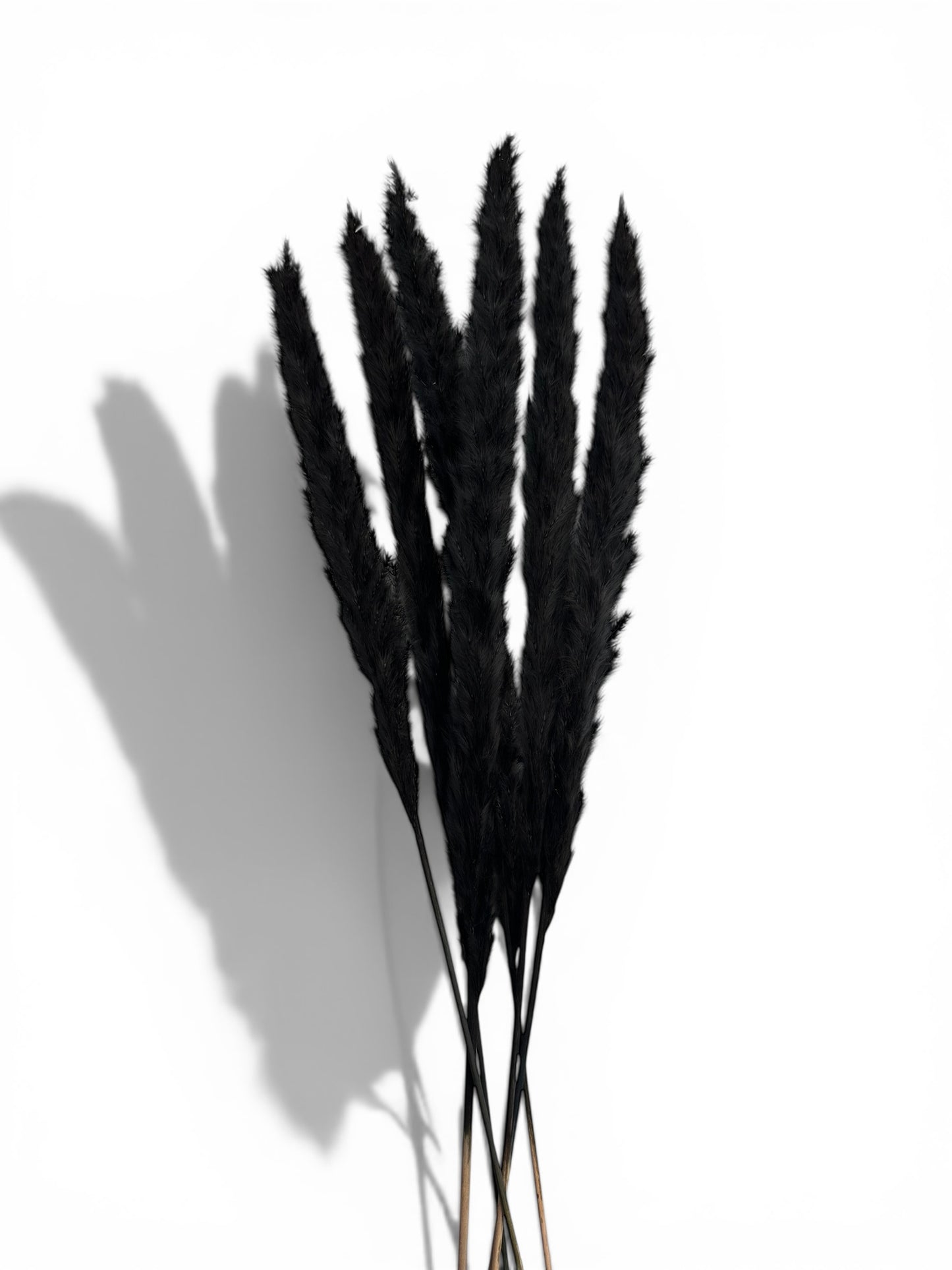 Pampas Grass Μαύρο 60εκ. – Αποξηραμένο Κλαδί (6 τεμ.)