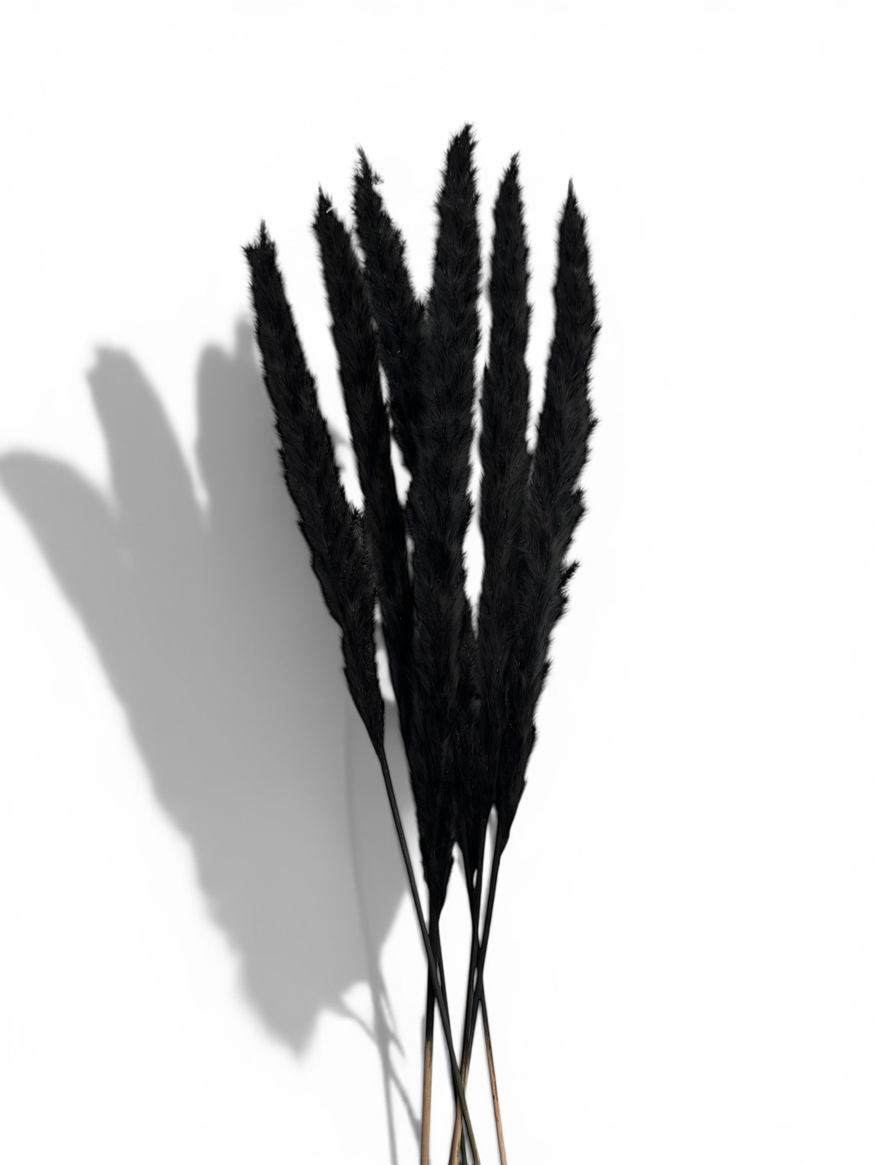 Pampas Grass Μαύρο 60εκ. – Αποξηραμένο Κλαδί (6 τεμ.)